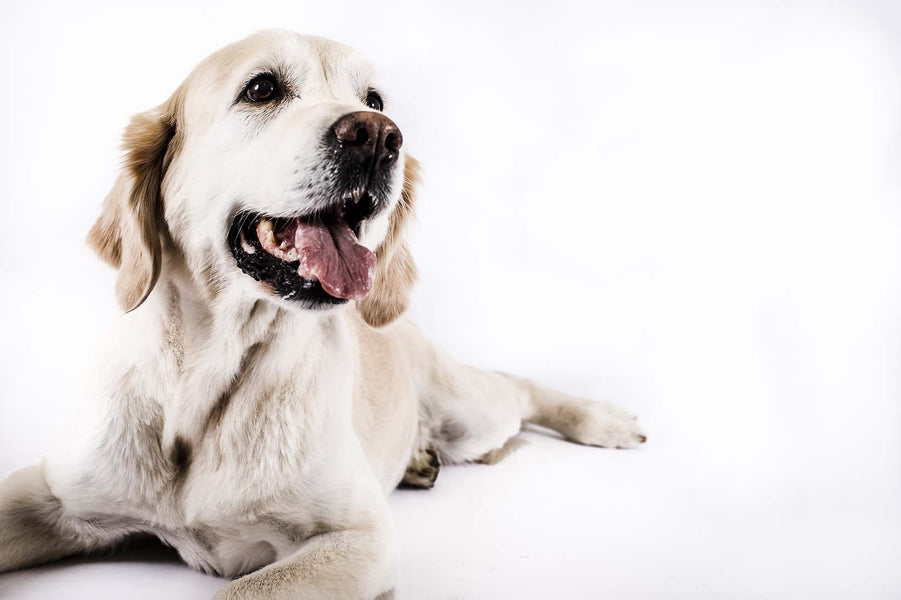 Deutschlandweite FeedGreen-Studie ergab: Superfood für Hunde lohnt sich!